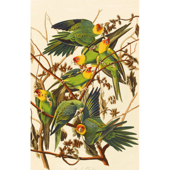 Audubon's Birds of America - Notecard pack – Curating Cambridge