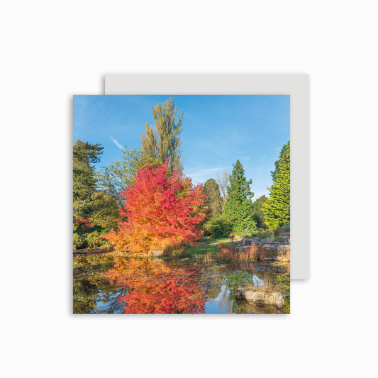 Sweetgum in Autumn Greetings card.
