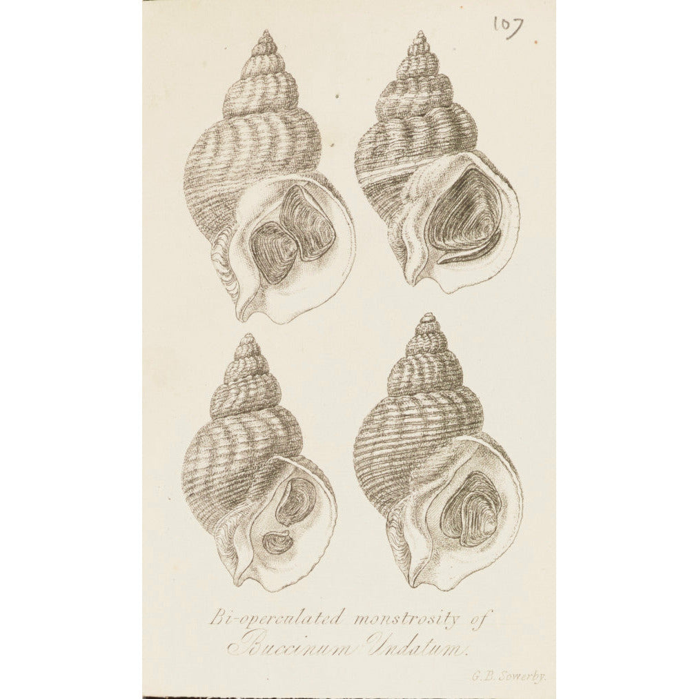 Pencil/line drawing illustration of four conch shells by G.B. Sowerby. From the collection of Cambridge University Library.