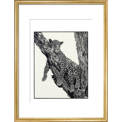 Sleeping Leopard - art print