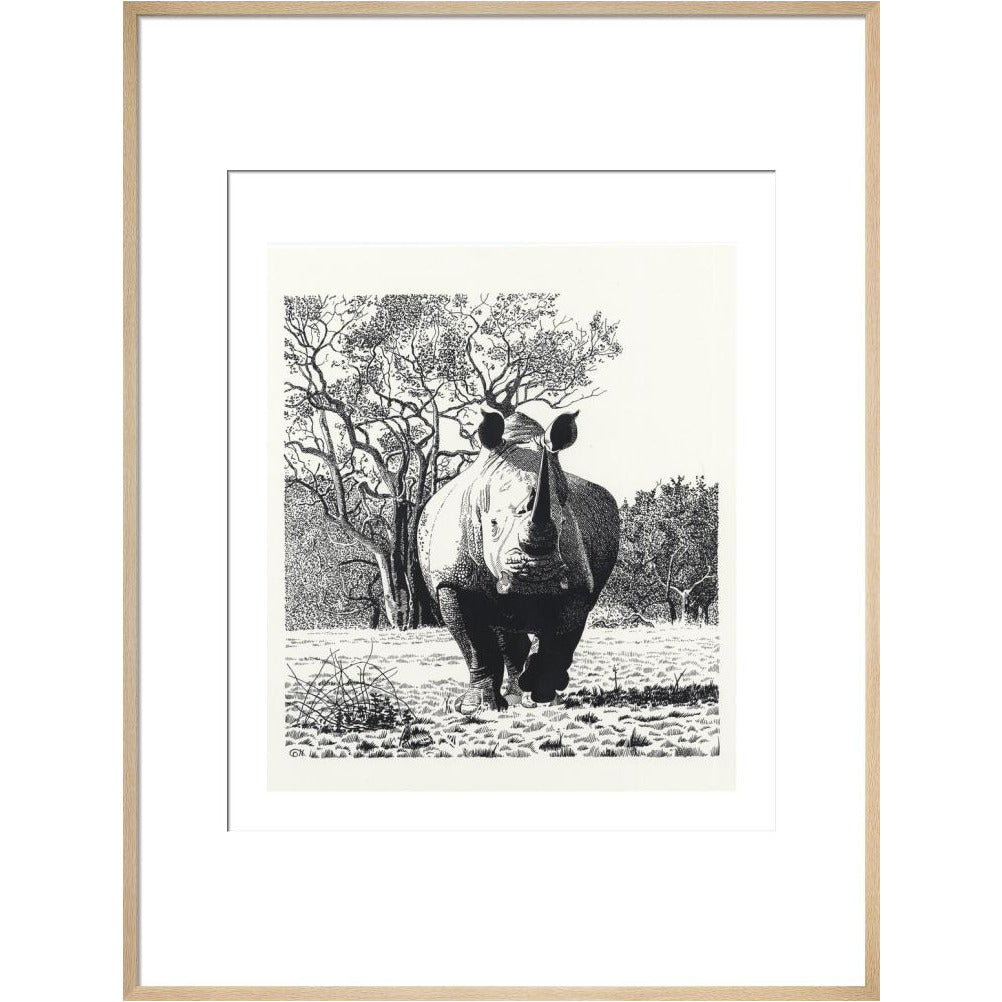 White Rhinoceros Advancing - art print