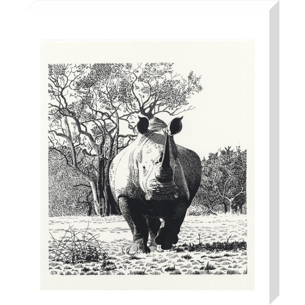 White Rhinoceros Advancing - art print