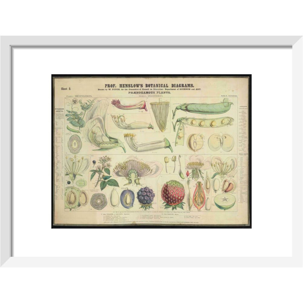 Professor Henslow's Botanical Diagrams: Sheet 2 - Art print
