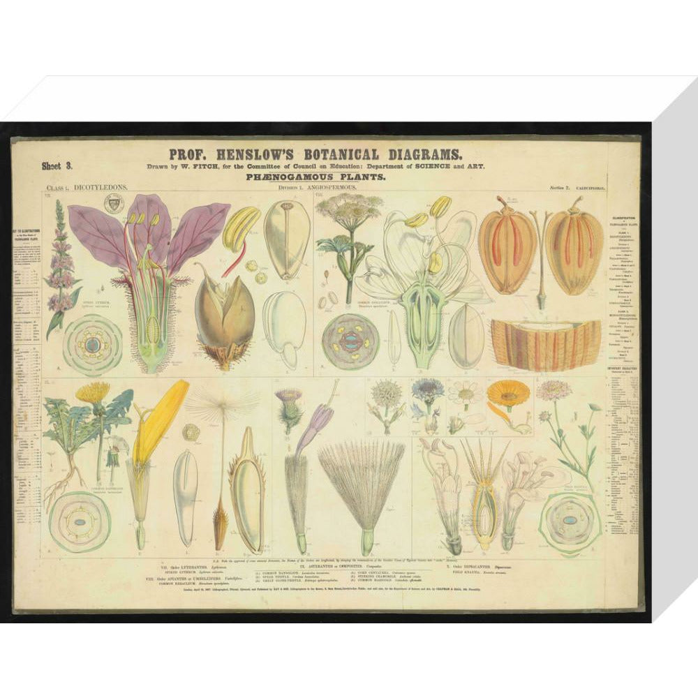 Professor Henslow's Botanical Diagrams: Sheet 3 - Art print