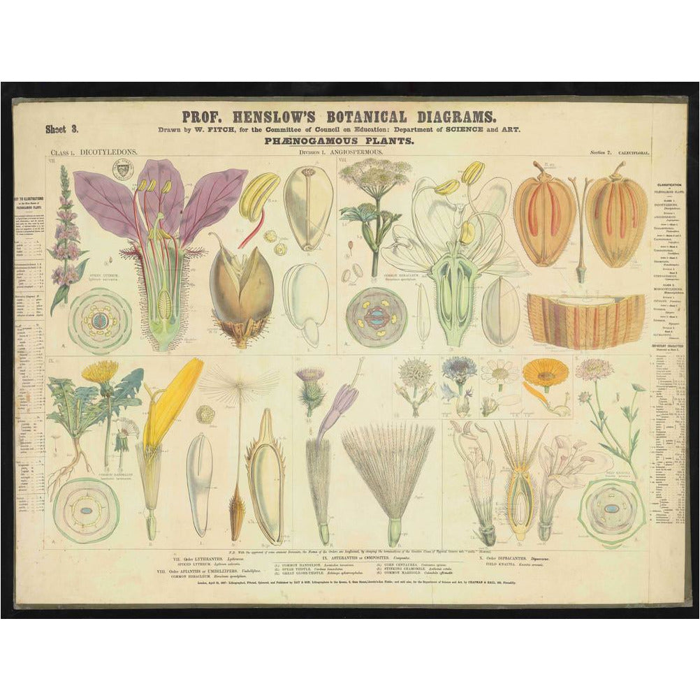 Professor Henslow's Botanical Diagrams: Sheet 3 - Art print