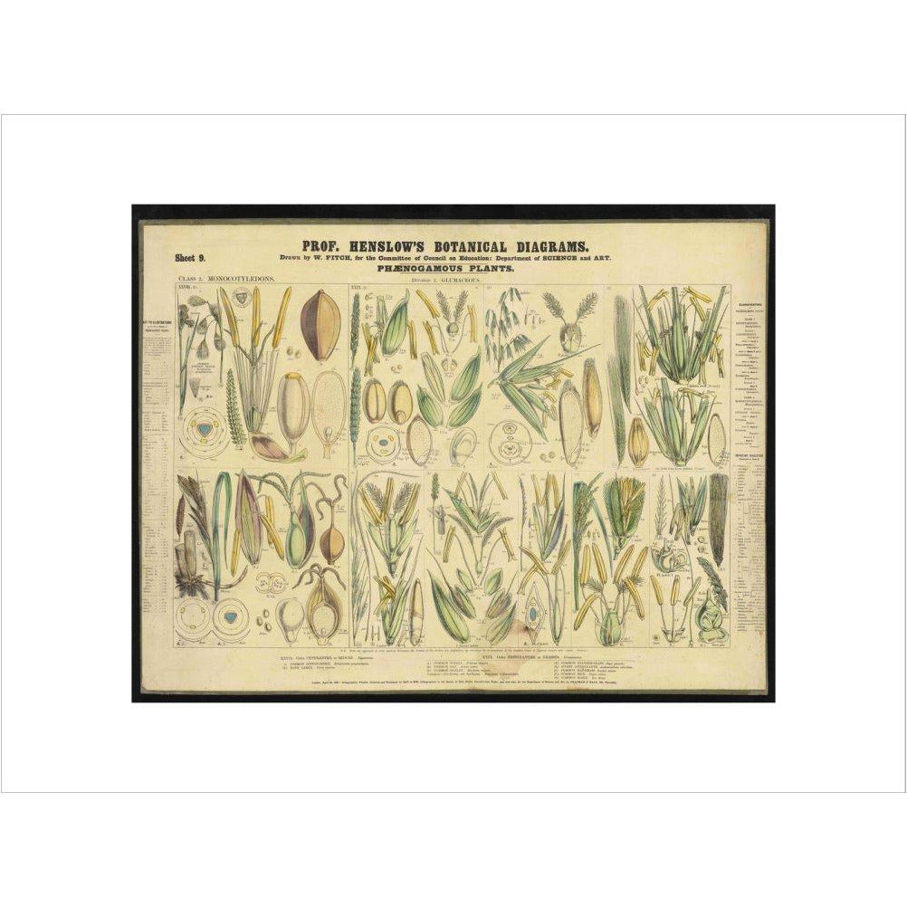 Professor Henslow's Botanical Diagrams: Sheet 9 - Art print