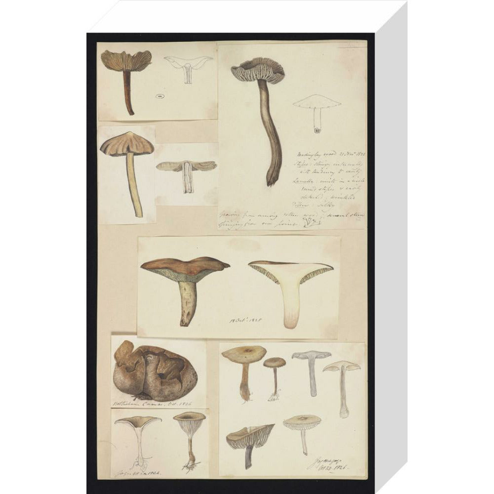 Illustrations of Fungi - Art print