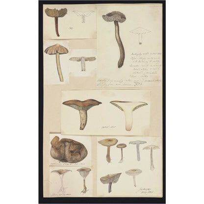 Illustrations of Fungi - Art print