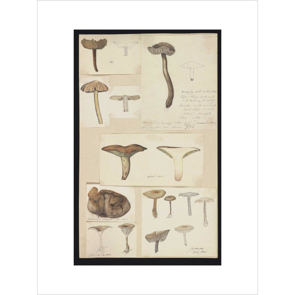 Illustrations of Fungi - Art print