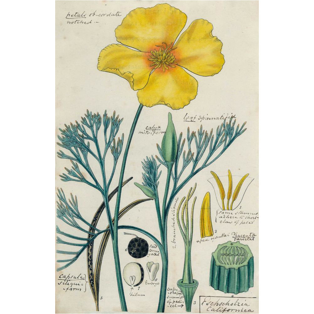 Californian Poppy - Art print