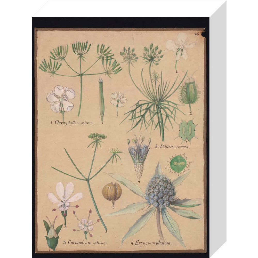 Coriandrum Eryngium - Art print