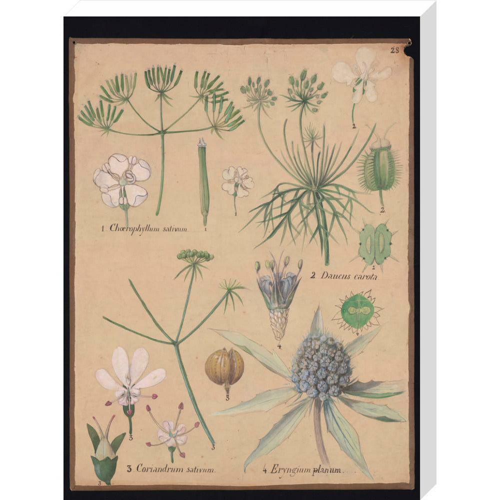 Coriandrum Eryngium - Art print
