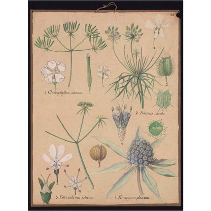 Coriandrum Eryngium - Art print