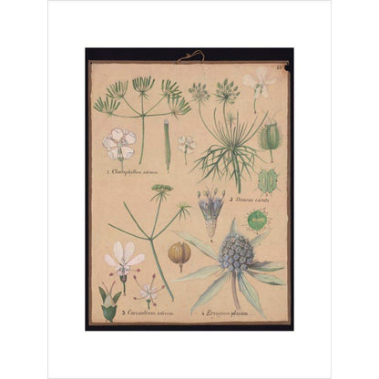 Coriandrum Eryngium - Art print