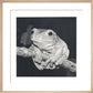 Green Tree Frog - art print