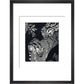 Large Spotted Genet - art print