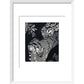 Large Spotted Genet - art print