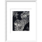 Large Spotted Genet - art print
