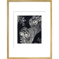 Large Spotted Genet - art print