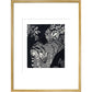 Large Spotted Genet - art print