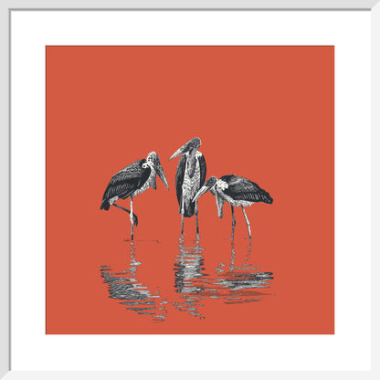 Marabou Storks - art print
