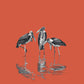 Marabou Storks - art print