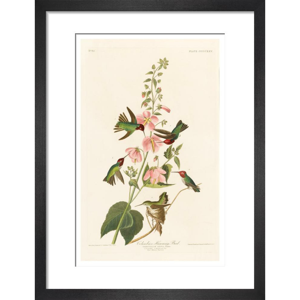 Columbian Humming Bird - Art print