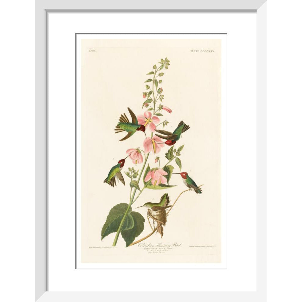 Columbian Humming Bird - Art print