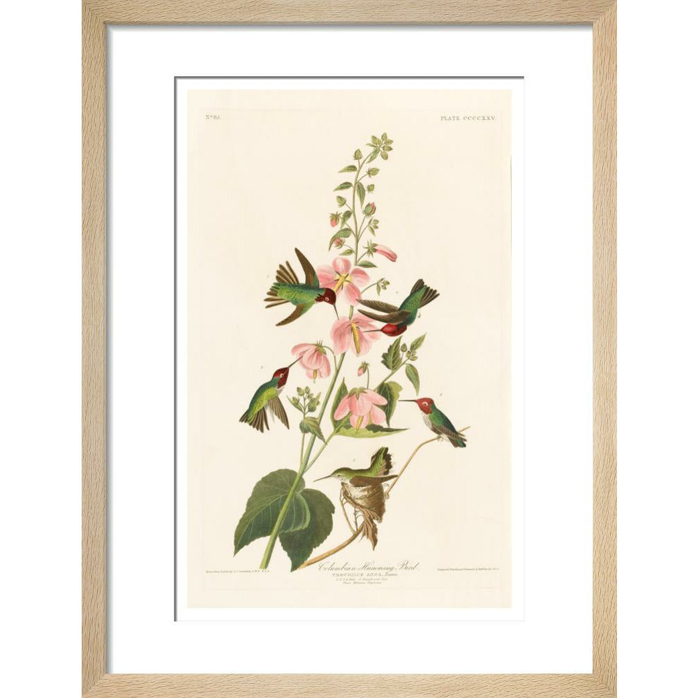 Columbian Humming Bird - Art print