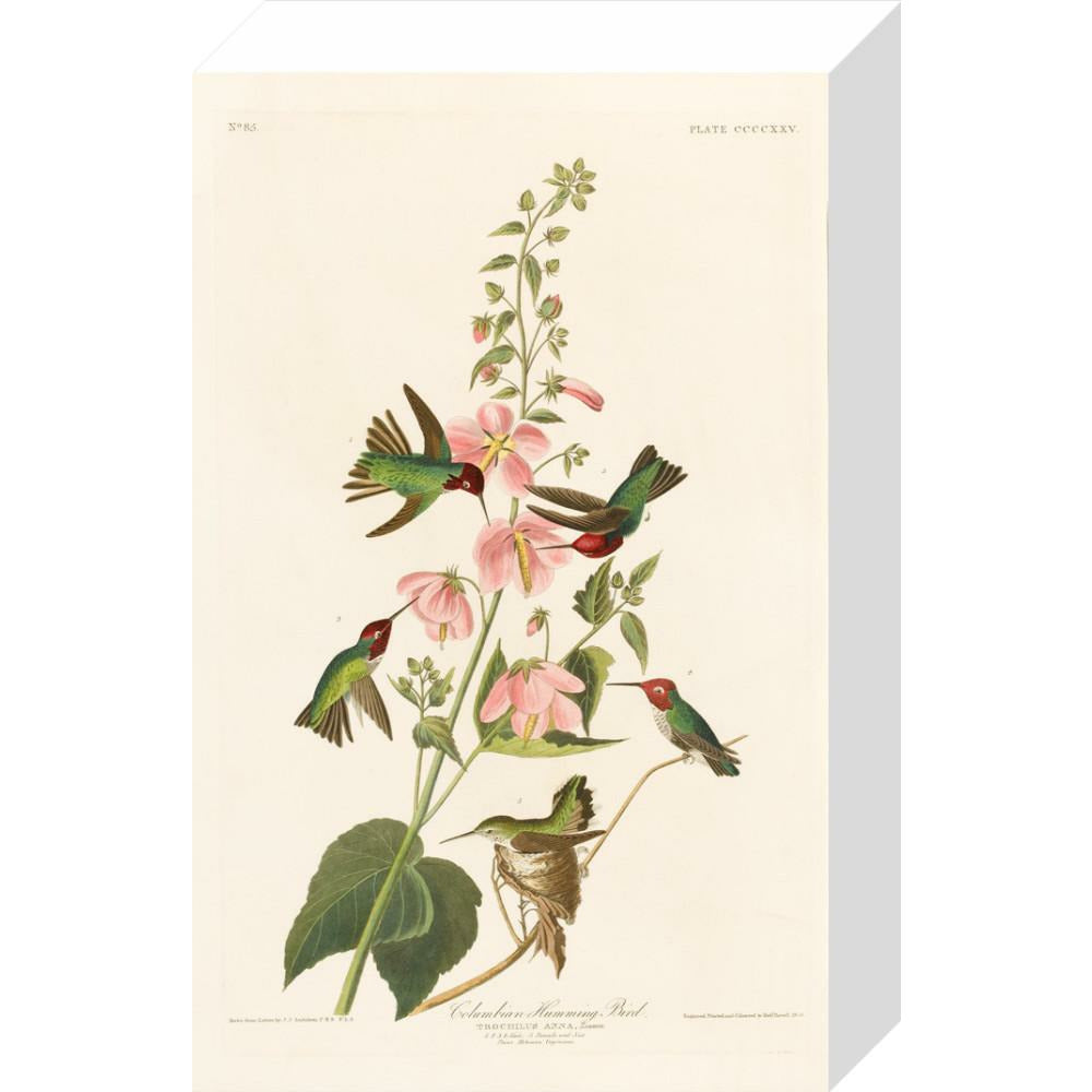 Columbian Humming Bird - Art print