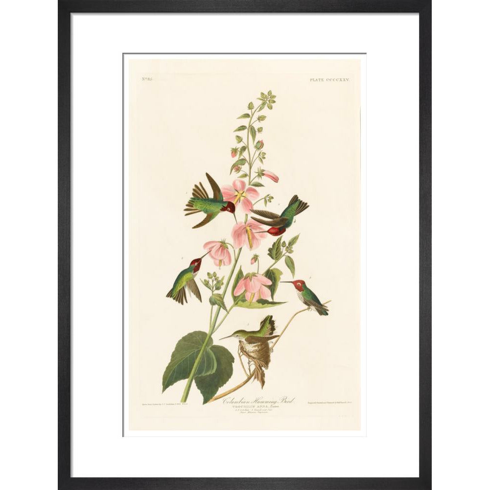 Columbian Humming Bird - Art print