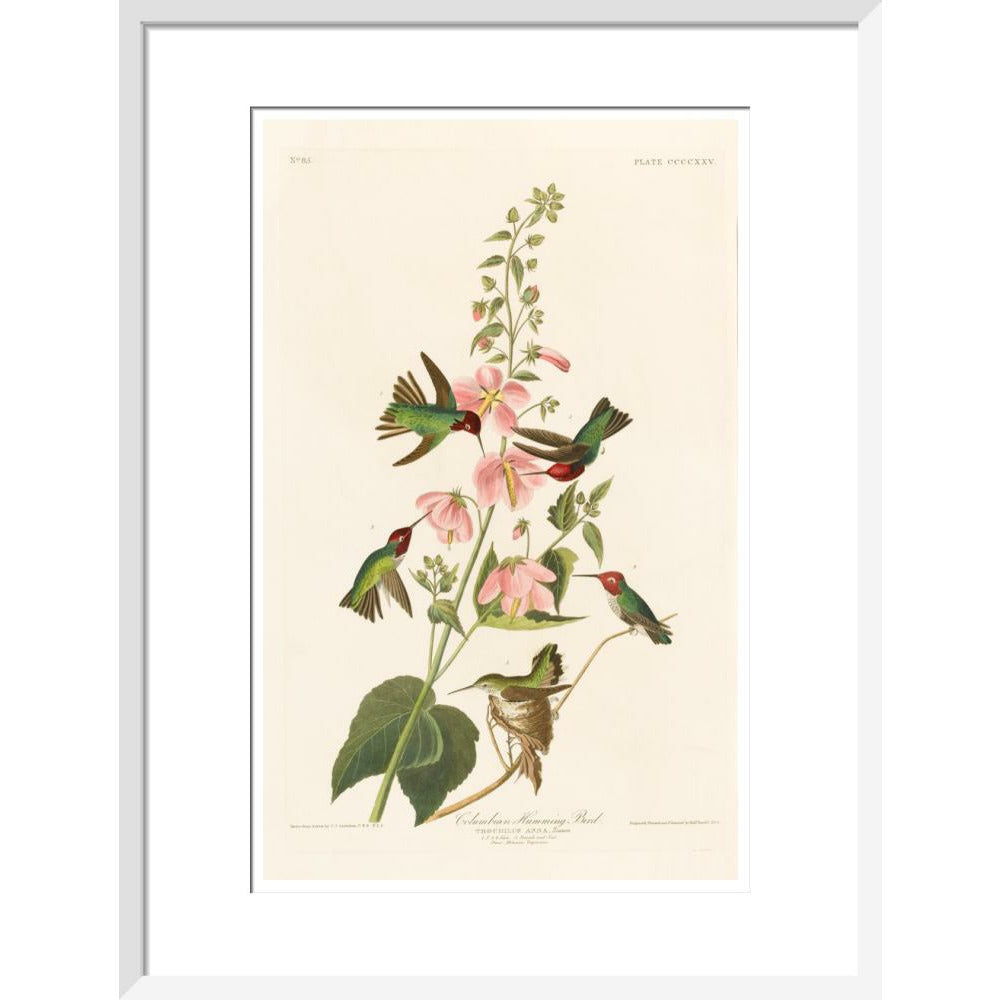 Columbian Humming Bird - Art print