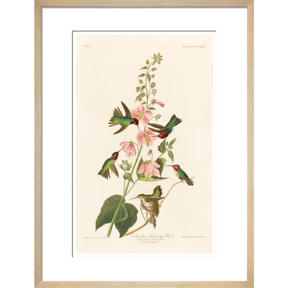 Columbian Humming Bird - Art print