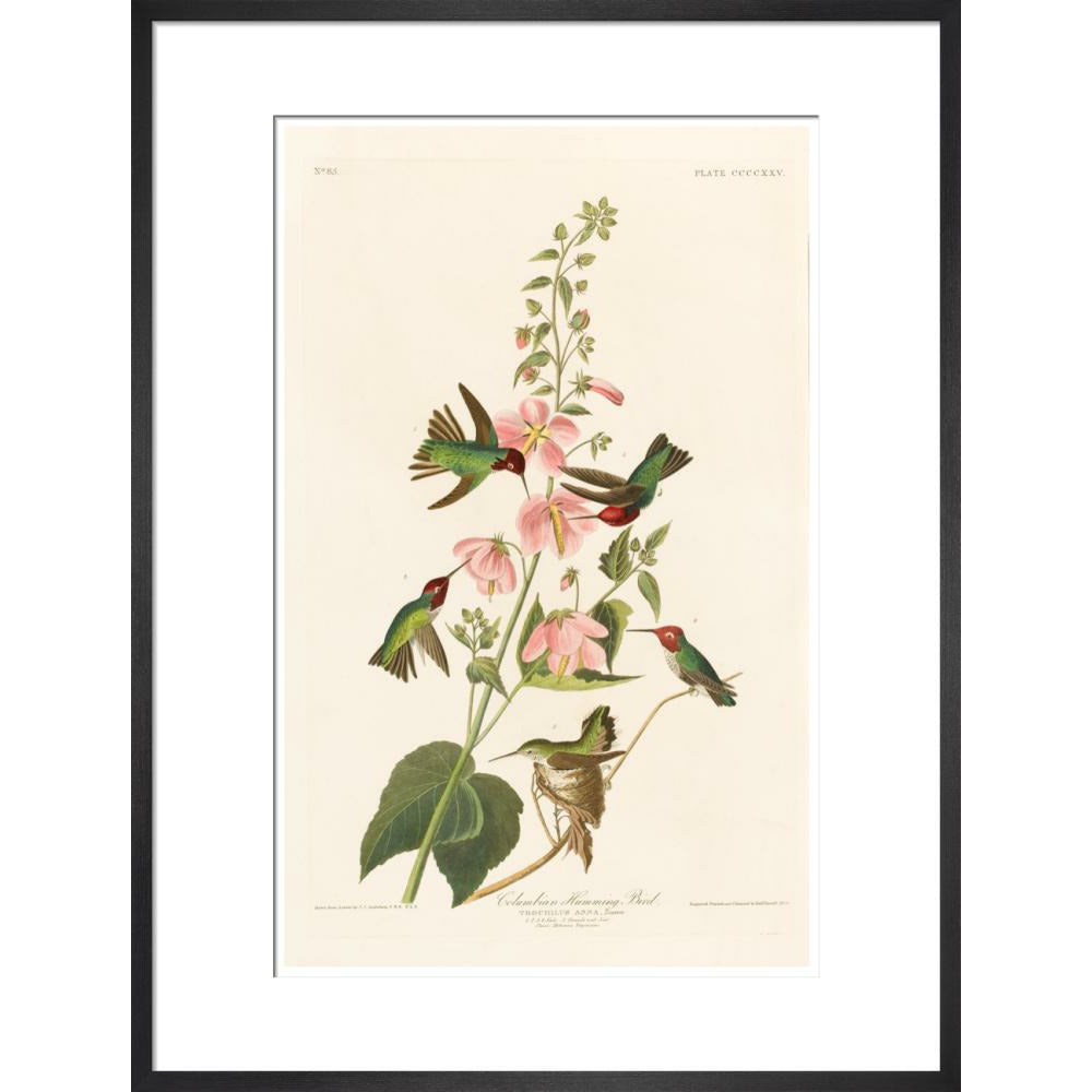 Columbian Humming Bird - Art print