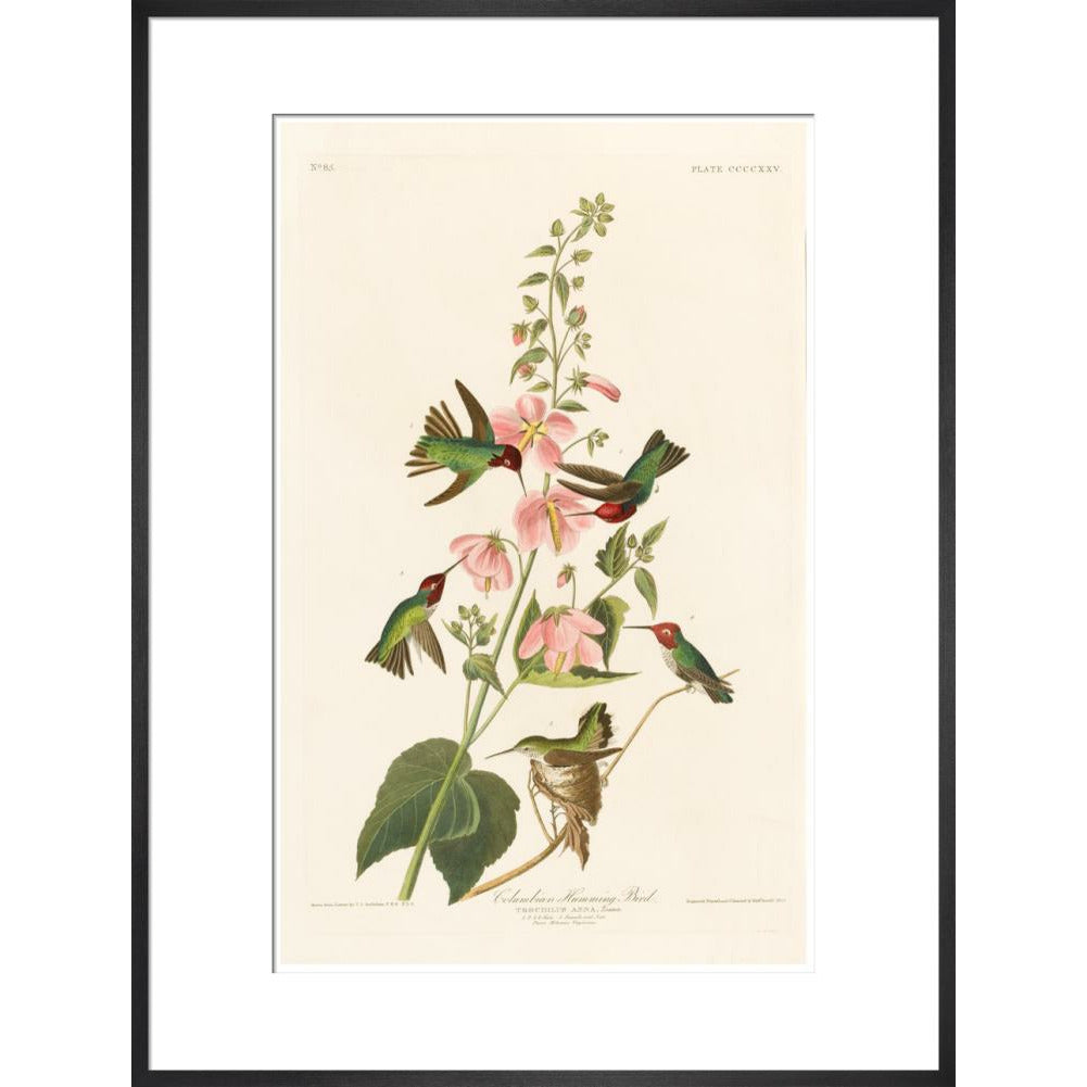 Columbian Humming Bird - Art print