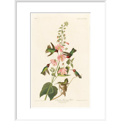 Columbian Humming Bird - Art print