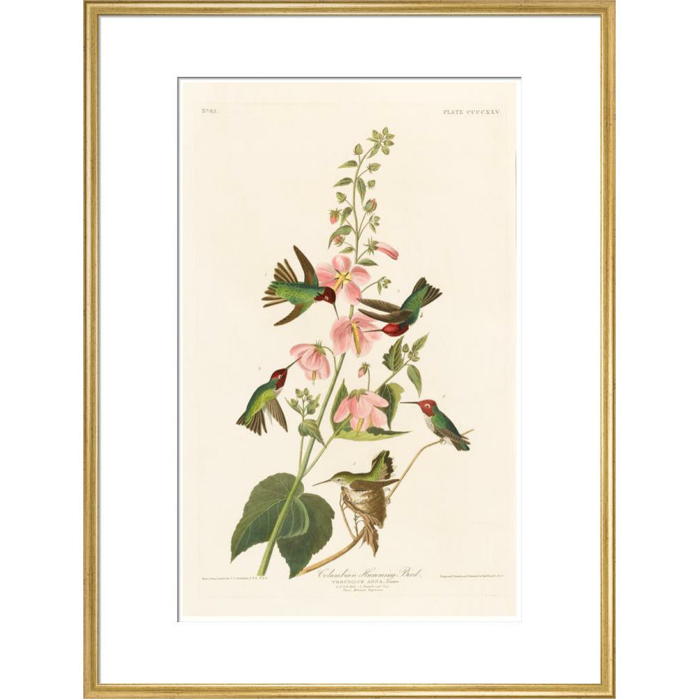 Columbian Humming Bird - Art print