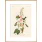 Columbian Humming Bird - Art print