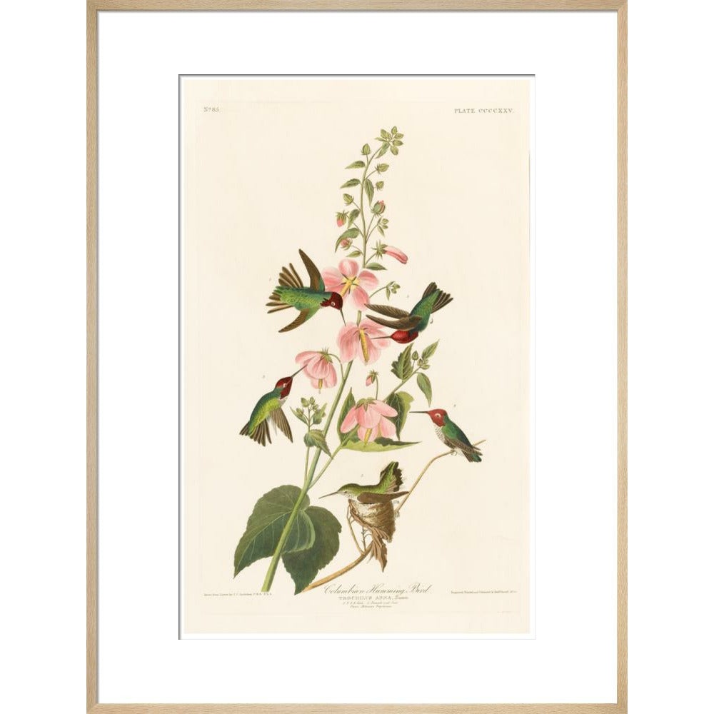 Columbian Humming Bird - Art print