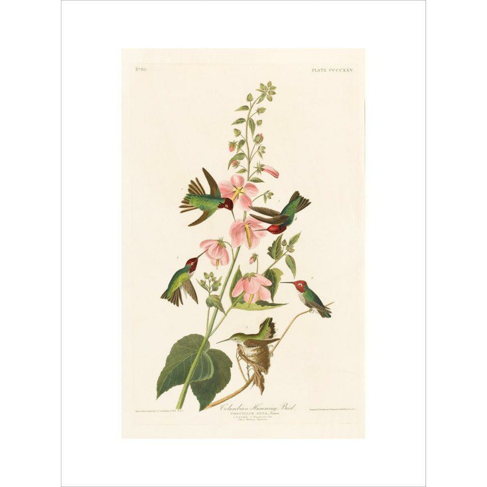 Columbian Humming Bird - Art print