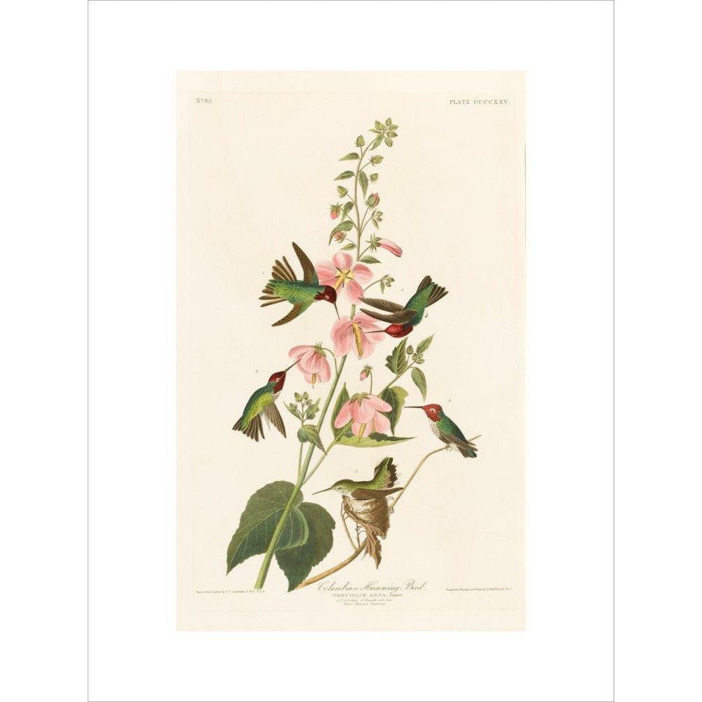 Columbian Humming Bird - Art print