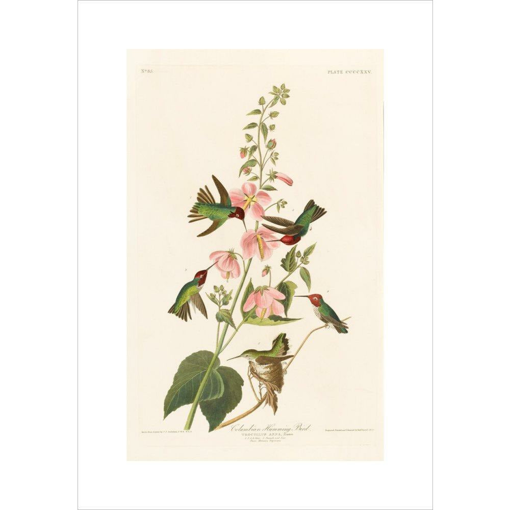 Columbian Humming Bird - Art print