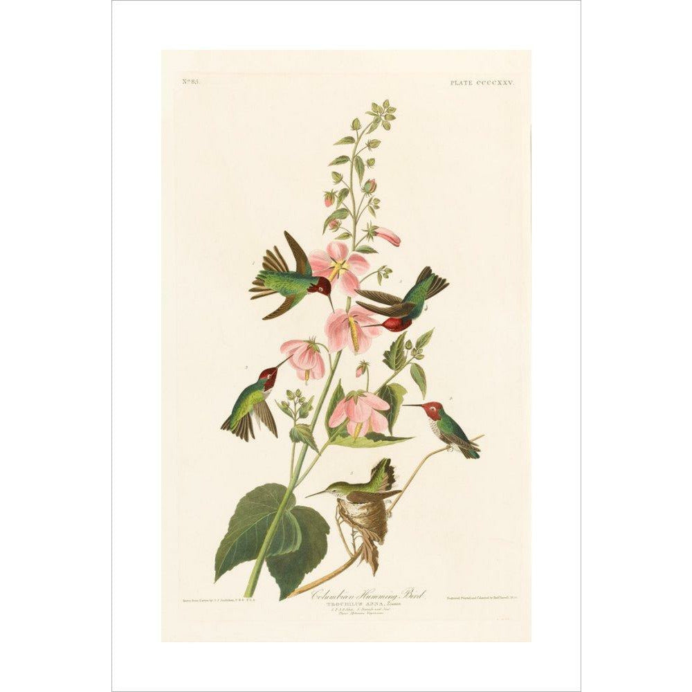 Columbian Humming Bird - Art print