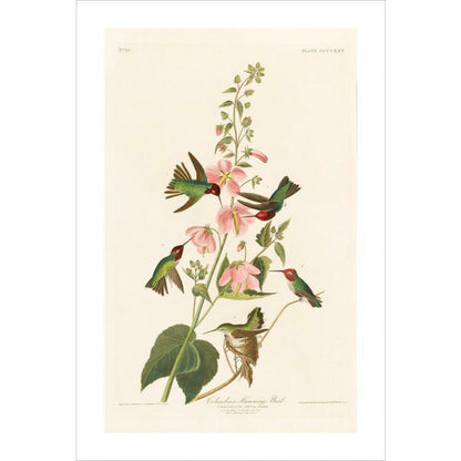 Columbian Humming Bird - Art print