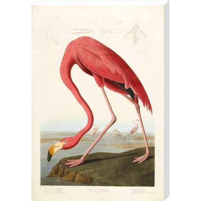 American Flamingo - Art print