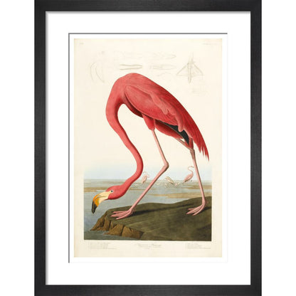 American Flamingo - Art print