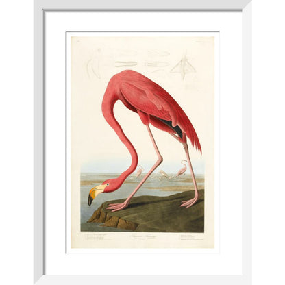 American Flamingo - Art print