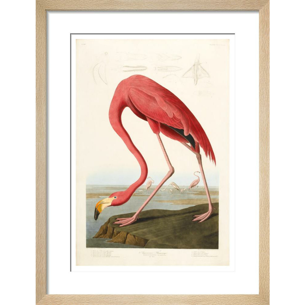 American Flamingo - Art print