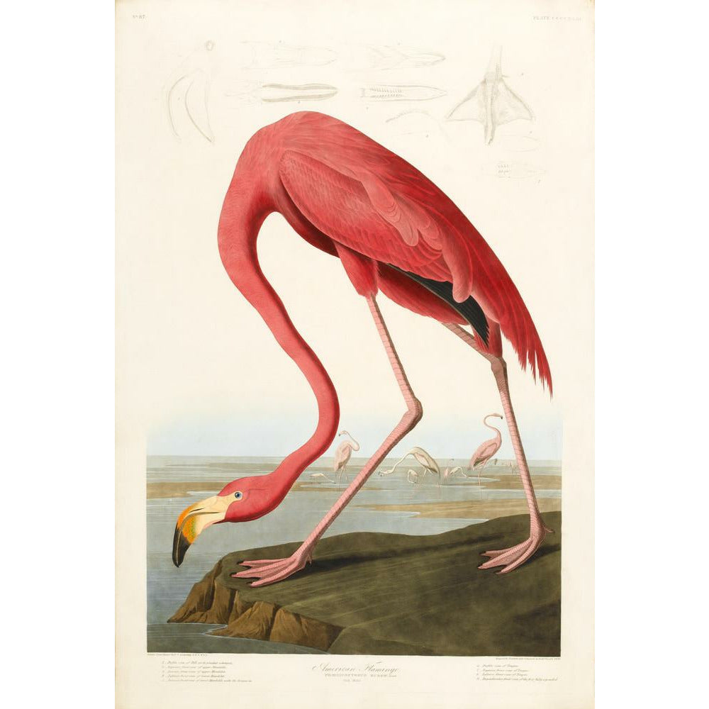 American Flamingo - Art print