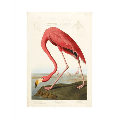 American Flamingo - Art print